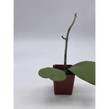 Flower Seeds - View 5