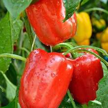 423 graines, quantité aléatoire. Le choix idéal pour les jardins intérieurs et extérieurs avec des graines de piment doux PCS qui ne sont pas des graines traditionnelles génétiquement modifiées. - Voir 2