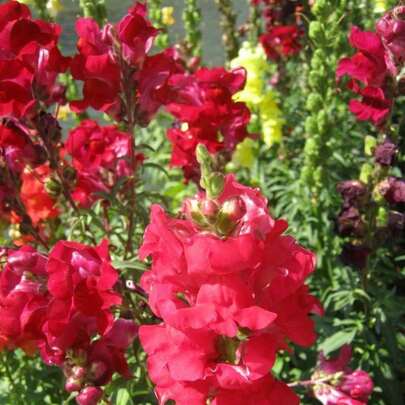 Flower Seeds