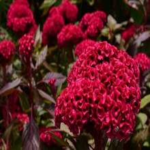 Sementes de flores - Ver 2