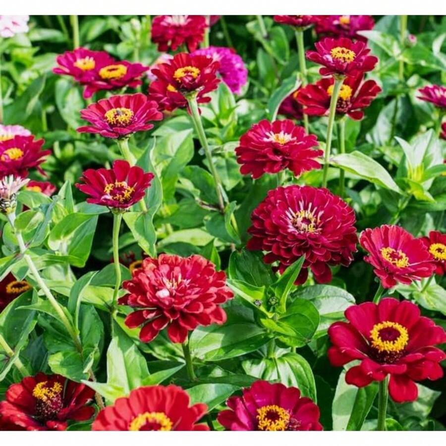 Flower Seeds - View 1