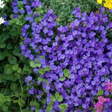 Semillas de flores - Ver 3