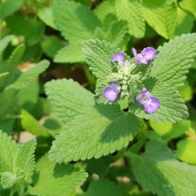 Flower Seeds - 查看 2