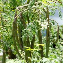 Plant Seeds - View 5