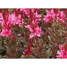 Sementes de flores - Ver 2