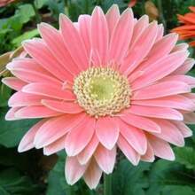 Graines de plantes apaisantes, mélange de graines de variétés de calendula - Voir 4