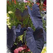 200 graines de Colocasia Esculenta, plante à oreilles d'éléphant noire - Voir 5