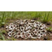 Flower Seeds - View 3
