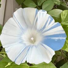 Semi di fiori - Visualizzare 1