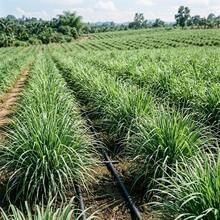 Lemongrass Seeds 50Pcs For Long-Term Planting And Regular Leaf Picking - 50Pcs - View 4
