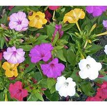 Flower Seeds - View 4