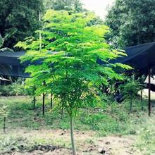 Plant Seeds - View 3