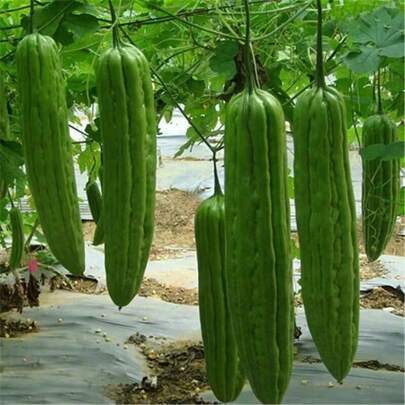 Plant Seeds