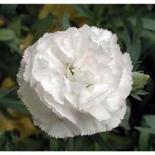 175 Graines de Fleurs d'Œillet Blanches - Faciles à Cultiver - Voir 5