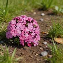 Plantera frön - Visa 4