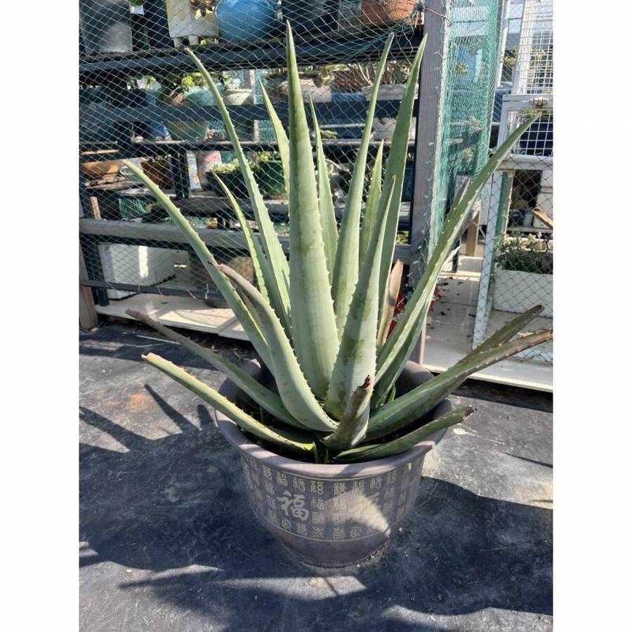 100Pcs Aloe Seeds Healthy Green Foliage For Home Potted Garden Decor - 100粒種子 - 查看 1