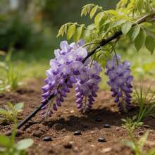 Flower Seeds - View 5