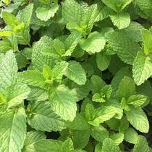 Flower Seeds - View 7