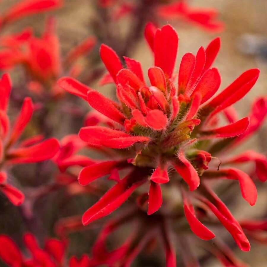 Semi di fiori - Visualizzare 1