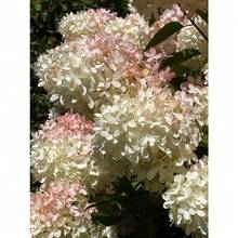 Flower Seeds - View 8