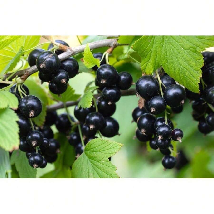 Plantera frön - Visa 1