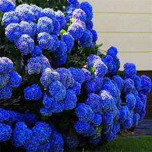 Sementes de flores - Ver 5