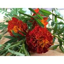 Flower Seeds - View 2