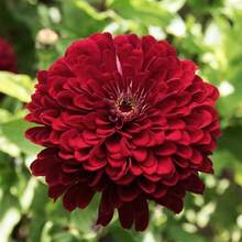 150 Graines de Fleurs Rouges pour un Jardin Vivant et Coloré - Voir 3