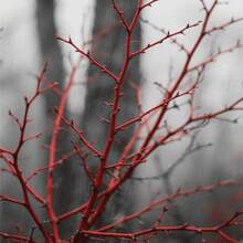 Flower Seeds - View 2