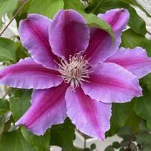 276 graines de plantes, graines de fleurs, graines de clématite, grimpantes, non-OGM, graines anciennes, graines de fleurs vivaces, fleurs de jardin - Voir 4