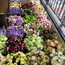 900 Graines de Lisianthus pour la Plantation, Graines de Fleurs d'Eustoma de Couleurs Variées, Graines de Rose Sans Épines, Eustoma Grandiflorum Non-OGM, Plantes Perennes pour Jardin Intérieur - Voir 1