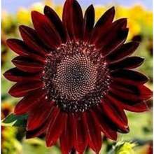 100 graines de tournesol Red Velvet Queen - Voir 4