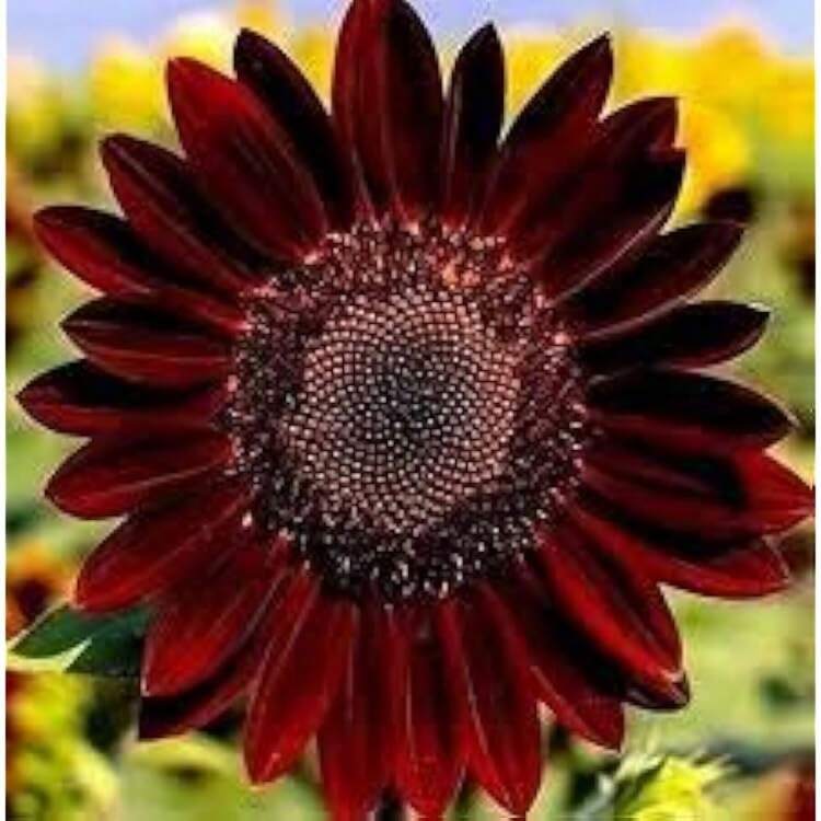 Flower Seeds - Xem 4