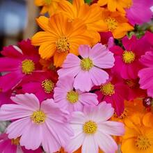 150 pièces de mélange de graines de fleurs sauvages colorées pour la culture domestique, graines non-OGM et de variétés traditionnelles --- Chaque paquet est étiqueté avec le nom du produit. - Voir 3