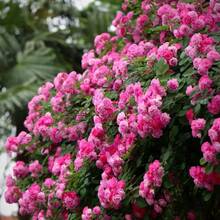 132 pièces de graines de roses pour plantation - Voir 3