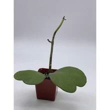 Flower Seeds - View 6