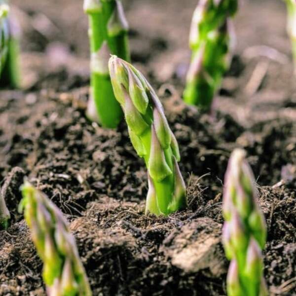 Graines d'asperges 186CS - Variétés non-OGM - Adaptées à la culture dans les jardins domestiques