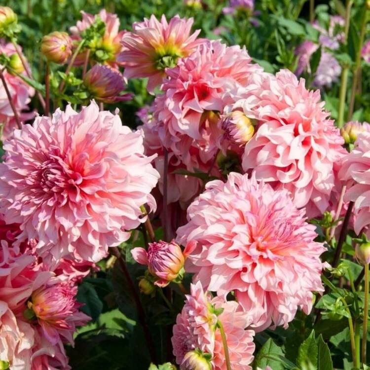 Flower Seeds - View 2