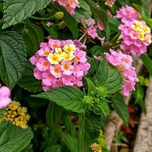 Semi di fiori - Visualizzare 3