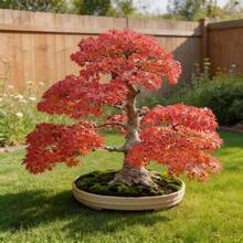 Flower Seeds - View 5