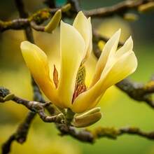 258 graines de plantes, graines de fleurs -- pièces, Graines de Magnolia à feuilles pointues jaunes, Magnolia de montagne, Tulipastra Cordata, un excellent ajout à la barrière d'intimité du jardin. - Voir 2