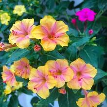 199 graines de fleurs faciles à cultiver - Graines de fleurs 'Four o'clock' - Graines de fleurs de couleurs mélangées, belles fleurs décoratives tropicales - Voir 3