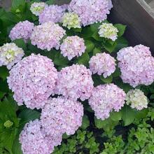 Plantera frön - Visa 6