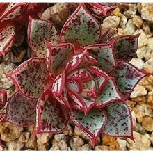 Flower Seeds - View 5