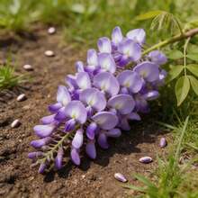 20 Graines de Glycine pour Jardin Domestique, Balcon, Plante Grimpante Facile à Cultiver - Voir 3