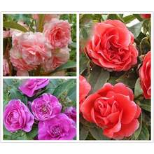 Flower Seeds - View 2