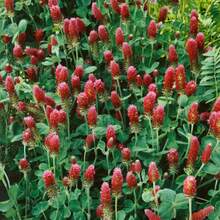 Flower Seeds - View 3