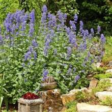 Flower Seeds - View 3