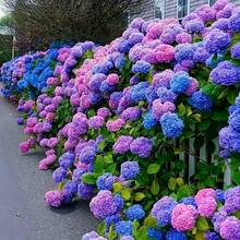 Sementes de flores - Ver 1