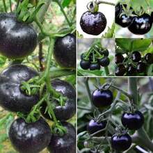 Flower Seeds - View 4